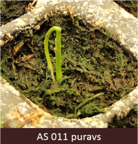 Dīgstošs puravs, vienīgā lapa ir saliekusies āķī.