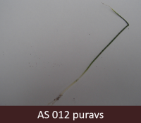 Izdīgušam puravam dīgļlapas gals noliecies un atgādina izkapti.