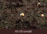 Dīgstoša tomāta sēkla uz augsnes. Ir redzams tomāta dīglis.