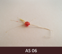 Dīgstošs kukurūzas grauds ar dīgļsakni un sānsaknēm.