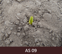 Kukurūzas grauds izdīdzis augsnes virspusē. Dīgsts ir zaļā krāsā.