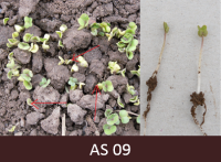 Laukā dīgstoši rapši ar dīgļlapām.