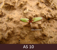 Laukā dīgstoša biete ar dīgļlapām.