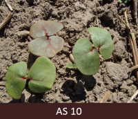 Laukā dīgstoši griķi, dīgļlapas griķiem pilnībā atvērušās.