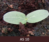 Izdīdzis gurķis uz lauka, gurķa digļlapas pilnīgi izaugušas.