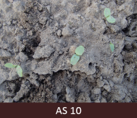 Izdīguši lini uz lauka. Liniem divas dīgļlapas.