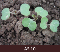 Laukā augoši rapši, kuriem starp dīgļlapām sāk augt pirmās īstās lapas.