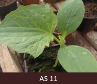 Podiņā augošš gurķis ar atvērušos pirmo īsto lapu.