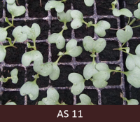 Kāposta stādam starp dīgļlapām saredzama pirmā īstā lapa.