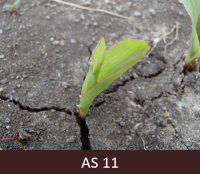 Laukā augoša kukurūza ar vienu lapu.