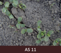 Laukā augoši lini, liniem pirmais lapu pāris, nākamie pāri izvietoti viens virs otra. 