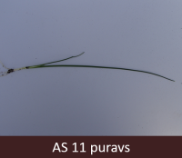 Purava stādam izaugusi viena īstā lapa, un atmirt sākusi dīgļlapa.