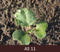 Laukā augošam rapsim izaugusi pirmā īstā lapa, otrā lapa turpina augt.