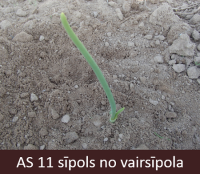 Laukā augošiem sīpoliem izaugusi viena īstā lapa.