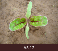 Laukā dīgstoša biete. Bietei attīstījušās divas īstās lapas. 