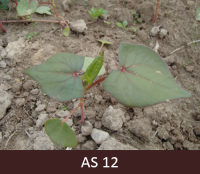 Laukā augošs griķis ar divām īstām lapām. Trešā lapa griķim tikko parādījusies no augsnes.