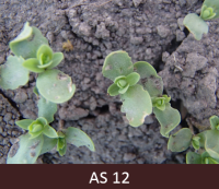 Laukā augoši lini ar diviem lapu pāriem. 