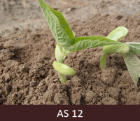 Pupiņām izveidojušās divas īstās lapas.