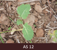 Laukā augošam rapsim izaugušas divas īstās lapas un sākusi augt trešā lapa.