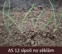 Laukā augošiem sīpoliem izaugušas divas īstās lapas.