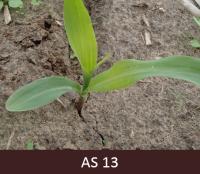 Laukā augoša kukurūza ar trīs attīstītām īstajām lapām. Skats no augšas.