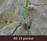 Laukā augošam puravam izaugušas trīs īstās lapas.