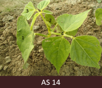 Pupiņām izveidojušās četras īstās lapas.