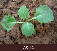 Laukā augošam rapsim izaugušas četras īstās lapas.