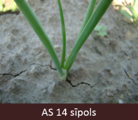 Laukā augošam sīpolam izaugušas četras īstās lapas.