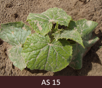 Laukā augošš gurķis ar  pilnībā attīstītām divām līdz astoņām īstām lapām.