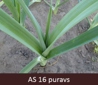 Laukā augošam puravam izaugušas sešas īstās lapas.