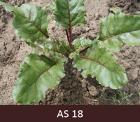 Laukā biete ar astoņām lapām. 