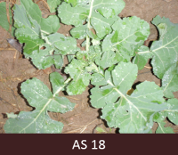 Laukā augošam rapsim izaugušas astoņas īstās lapas.