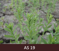 Laukā augoši lini ar deviņiem un vairāk lapu pāriem. 