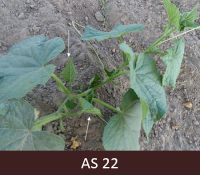 Laukā augošš gurķis ar diviem līdz astoņiem sāndzinumiem.