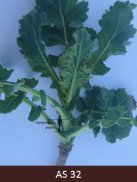 Uz rapša stublāja veidojas atstatumi, saredzami divi starpmezglu posmi.