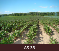 Laukā augošas bietes lapas nosedz augsni starprindās. 