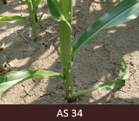 Kukurūzas stublaja tuvplāns. Uz stublāja labi saskatāmi četri mezgli.