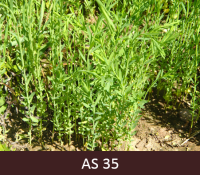 Laukā augoši lini, linu stiebri pagarinās. 