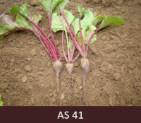 Laukā augoša biete, sāk veidoties bietes sakne. 