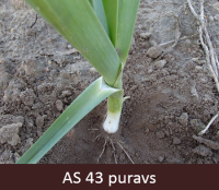 Laukā augošam puravam stublājs sasniedzis 30% no plānotā lieluma.