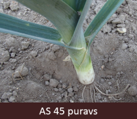 Laukā augošam puravam stublājs sasniedzis pusi no raksturīgā diametra.