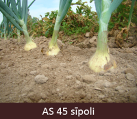 Laukā augošie sīpoli sasnieguši pusi no raksturīgā diametra. 