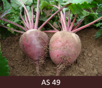 Laukā augoša biete nobriedusi. 