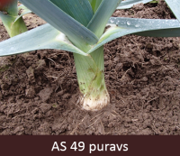 Laukā augošam puravam stublājs sasniedzis novākšanai raksturīgo diametru.