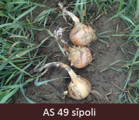 Laukā augošie sīpoli sasnieguši novākšanas gatavību, lapas atmirušas un sīpola kakls sauss. 