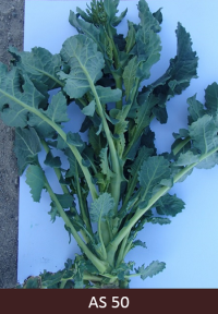 Rapša stublāja galā izveidojušies pirmie ziedpumpuri kurus nosedz lapas.