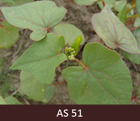 Laukā augošs griķis ar saskatāmiem pirmiem zaļiem pumpuriem.
