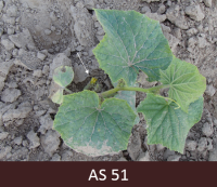 Laukā augošš gurķis ar pirmo ziedaizmetni uz galvenā stublāja.