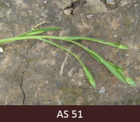 Laukā augoši lini, pirmie zaļie ziedpumpuri. 